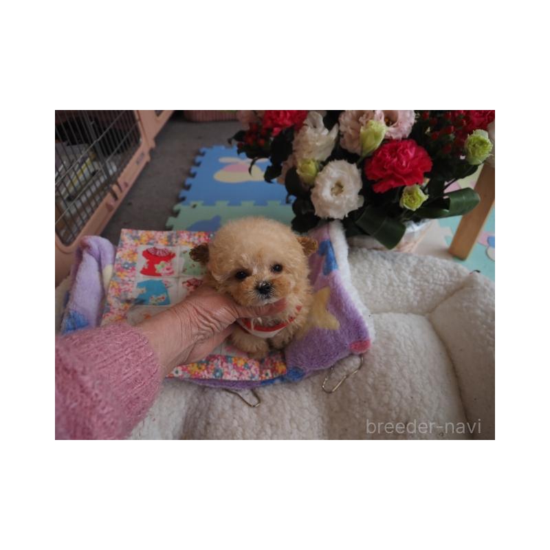 販売中の奈良県のトイプードル-452113の5枚目