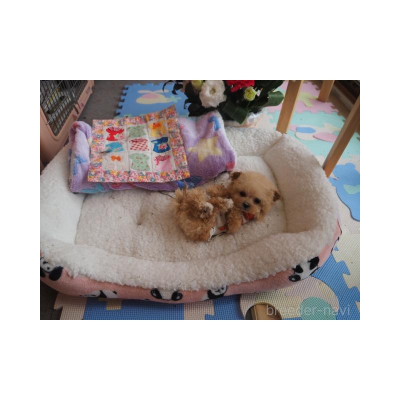 販売中の奈良県のトイプードル-452113の4枚目