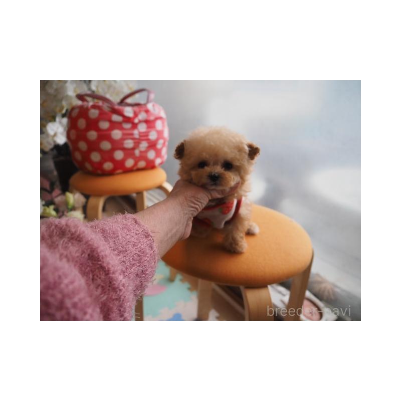 販売中の奈良県のトイプードル-452113の3枚目