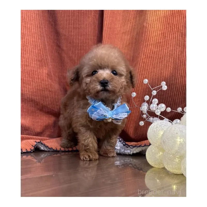 販売中の茨城県のトイプードル-452114の5枚目