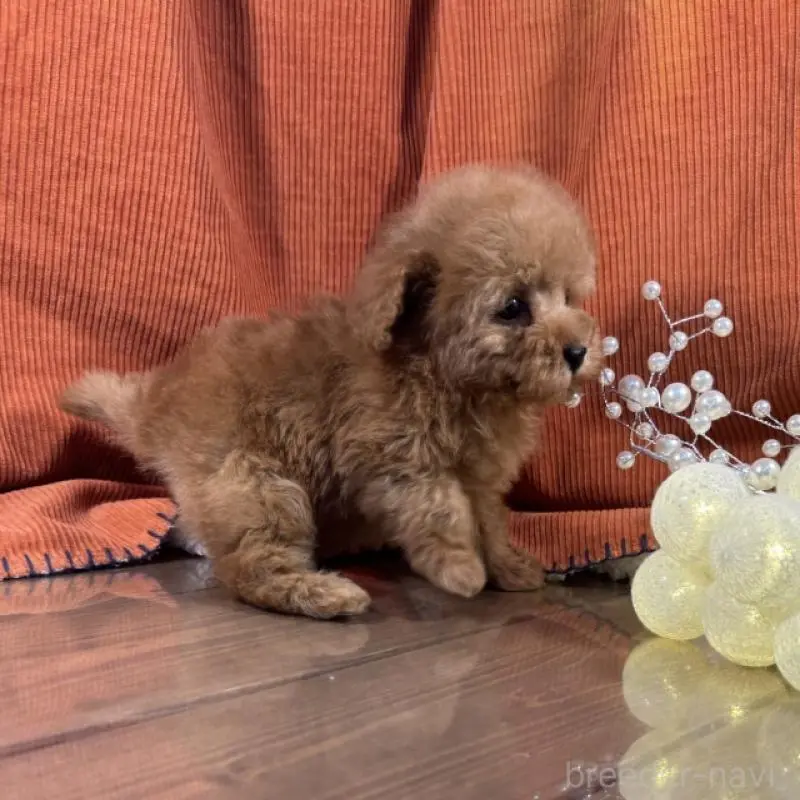 販売中の茨城県のトイプードル-452114の4枚目