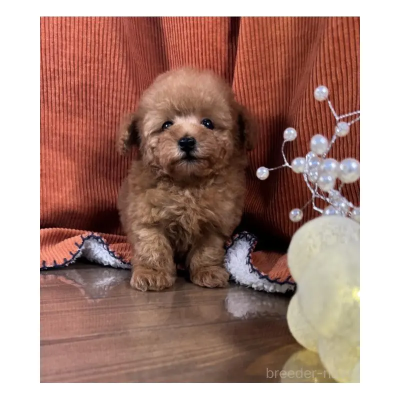 販売中の茨城県のトイプードル-452114の3枚目