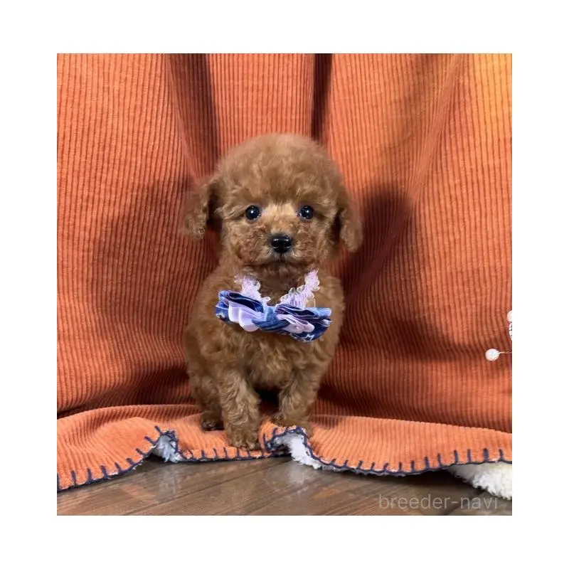 販売中の茨城県のトイプードル-452116の5枚目