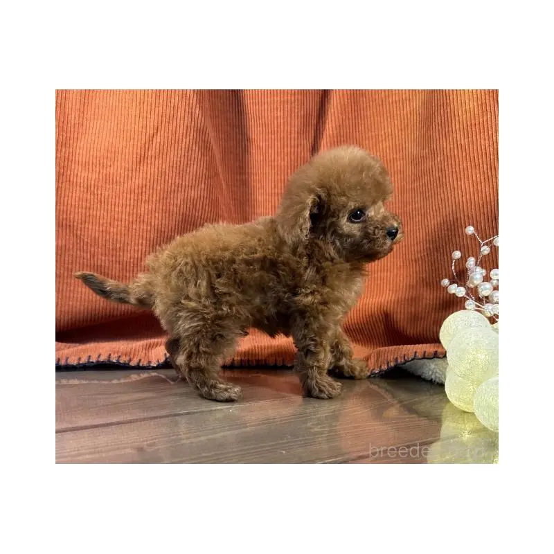 販売中の茨城県のトイプードル-452116の4枚目