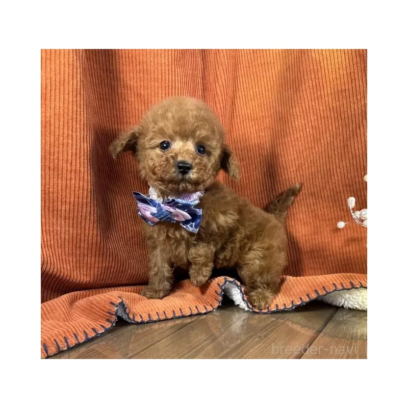 販売中の茨城県のトイプードル-452116の2枚目