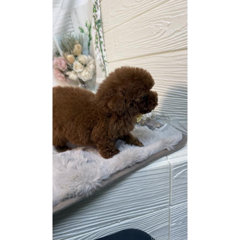 販売中の愛知県のティーカッププードル-452117の4枚目