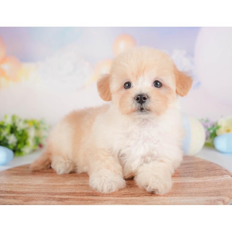 販売中の群馬県のマルプー:マルチーズ×トイプードル-452321の10枚目