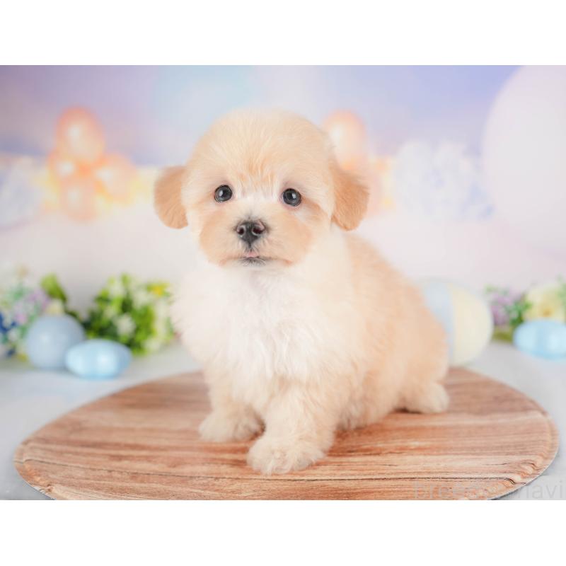 販売中の群馬県のマルプー:マルチーズ×トイプードル-452321の6枚目