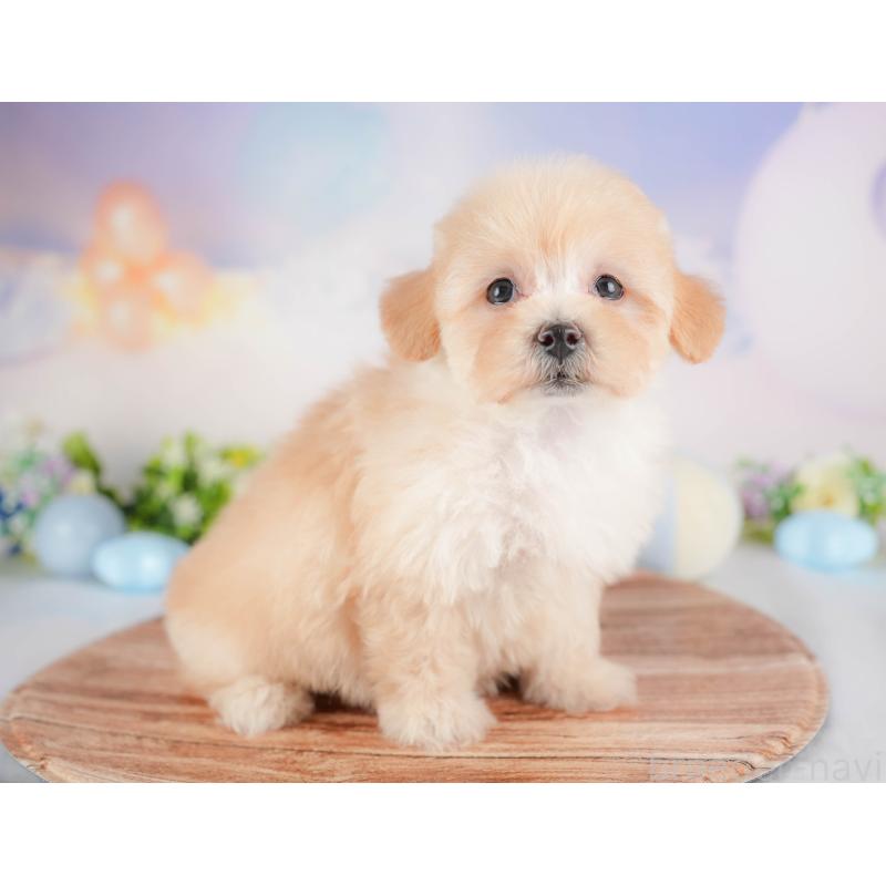 販売中の群馬県のマルプー:マルチーズ×トイプードル-452321の5枚目