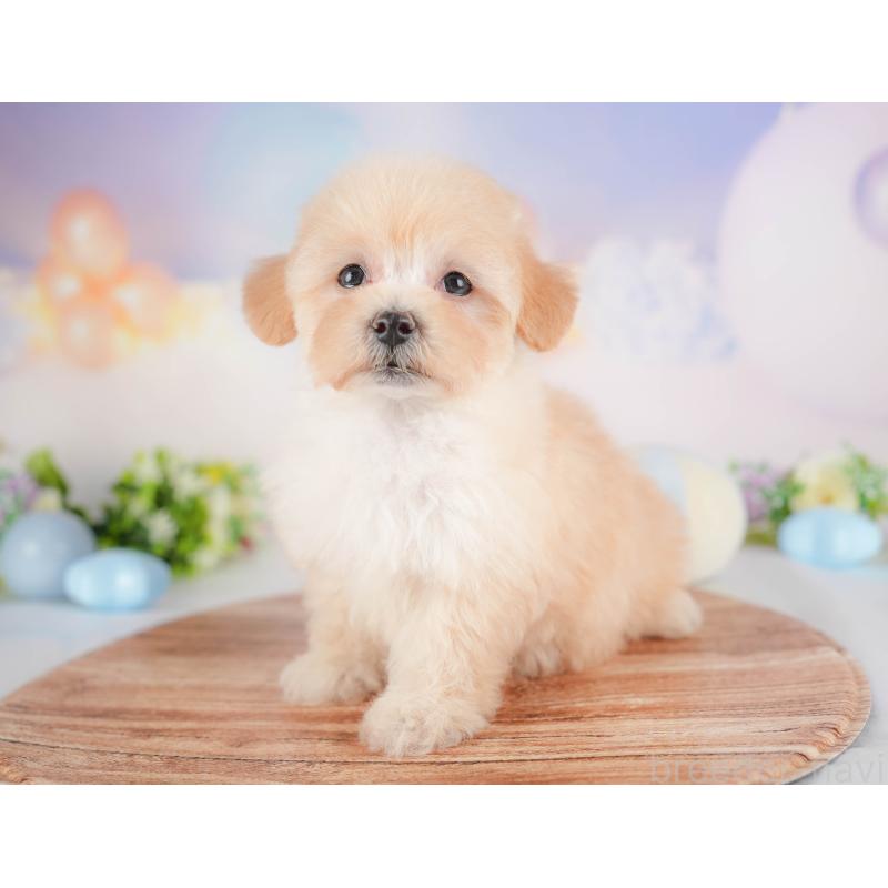 販売中の群馬県のマルプー:マルチーズ×トイプードル-452321の3枚目