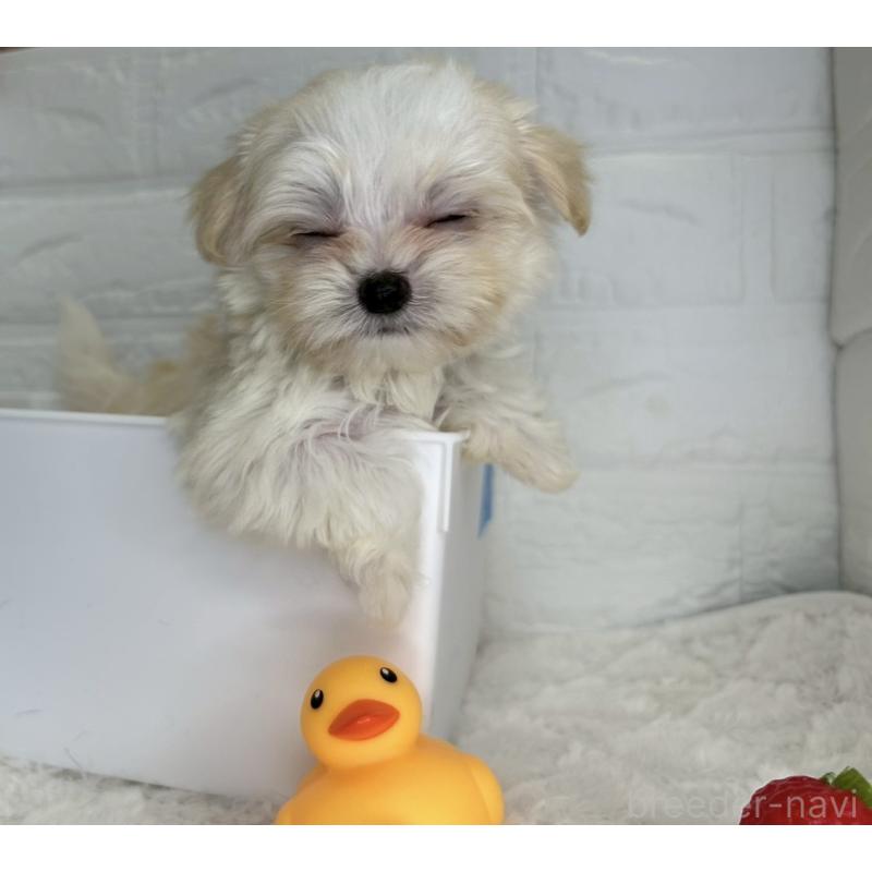 成約済の茨城県のチワマル:チワワ×マルチーズ-446975の5枚目