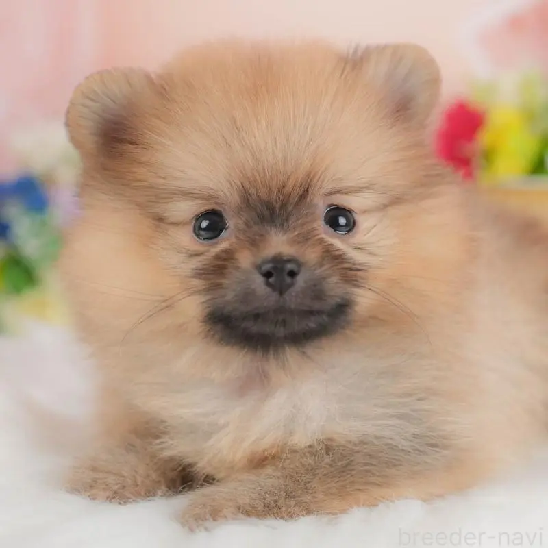 ♀︎ポメラニアン