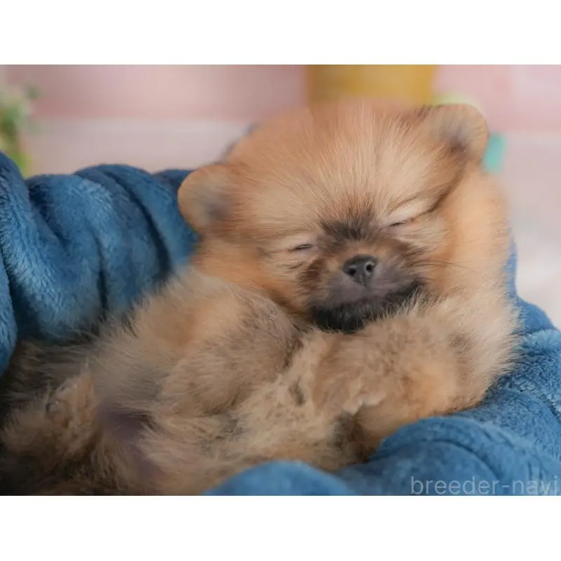 商談中の群馬県のポメラニアン-452315の7枚目