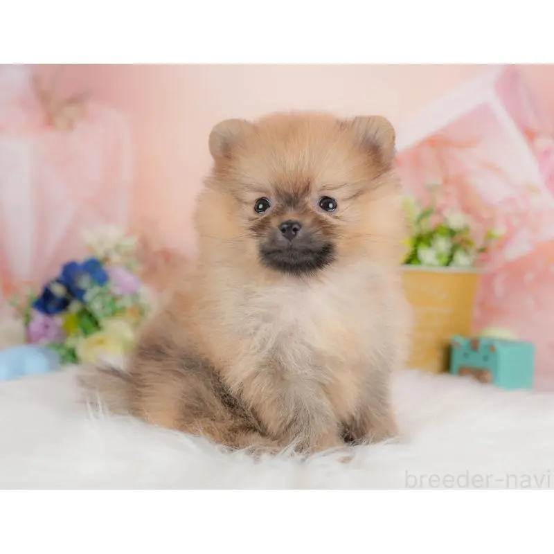 商談中の群馬県のポメラニアン-452315の3枚目