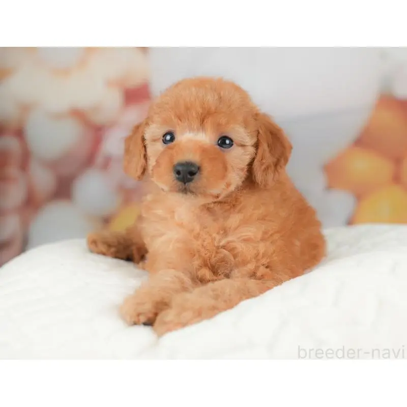 販売中の群馬県のトイプードル-452312の8枚目