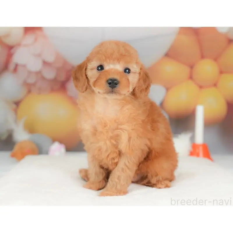 販売中の群馬県のトイプードル-452312の7枚目