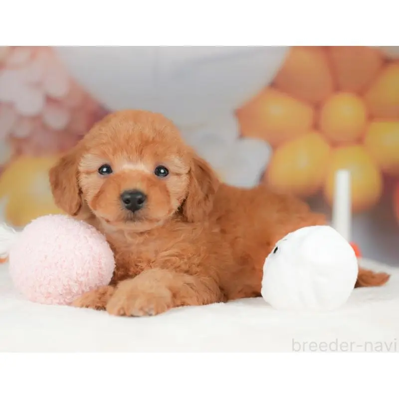 販売中の群馬県のトイプードル-452312の6枚目