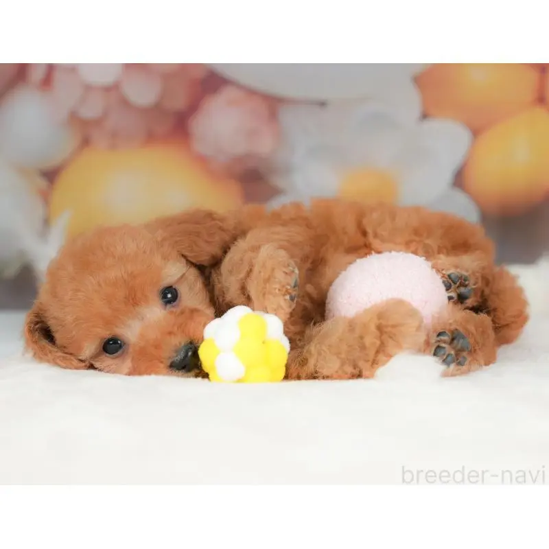 販売中の群馬県のトイプードル-452312の5枚目