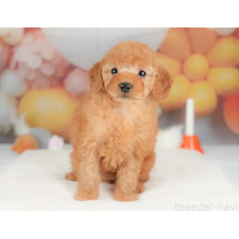 販売中の群馬県のトイプードル-452312の4枚目