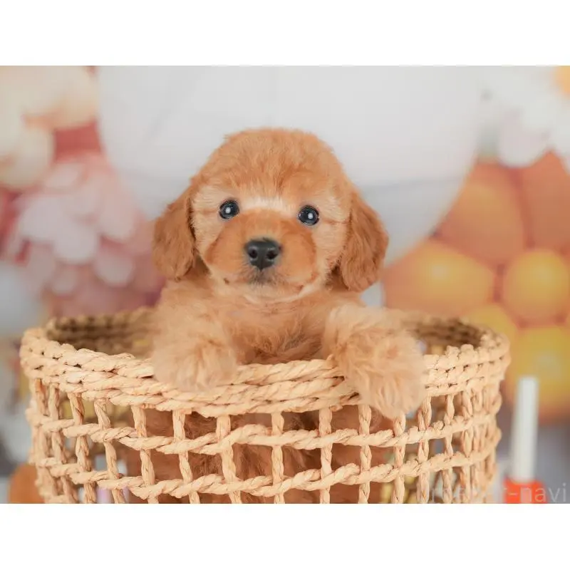 販売中の群馬県のトイプードル-452312の3枚目