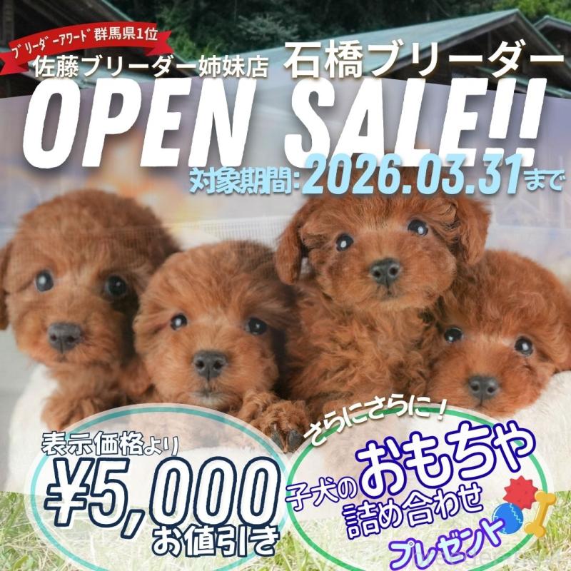 販売中の群馬県のトイプードル-452301の12枚目