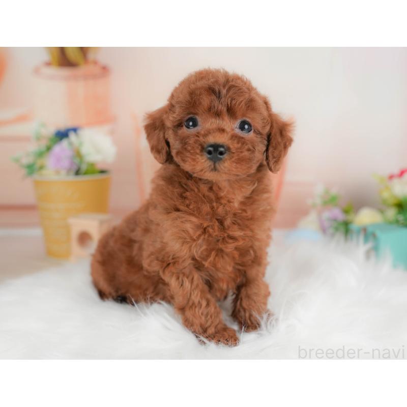 販売中の群馬県のトイプードル-452301の11枚目