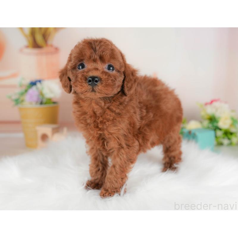 販売中の群馬県のトイプードル-452301の9枚目