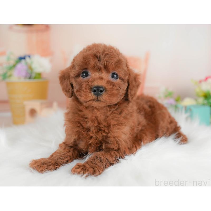 販売中の群馬県のトイプードル-452301の8枚目