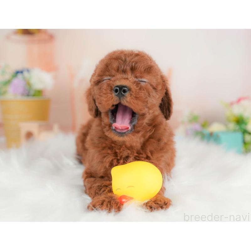 販売中の群馬県のトイプードル-452301の7枚目