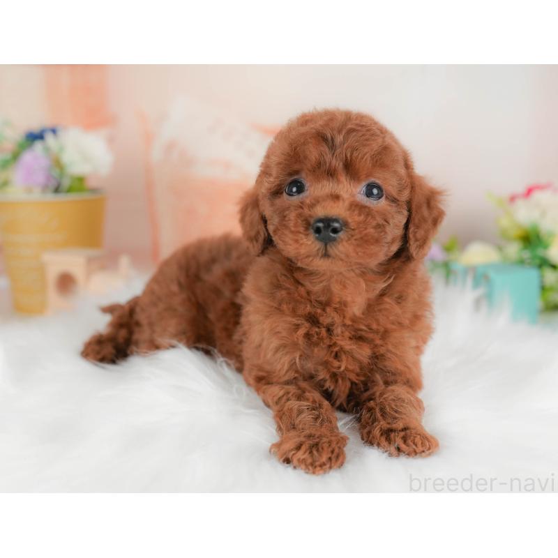 販売中の群馬県のトイプードル-452301の6枚目