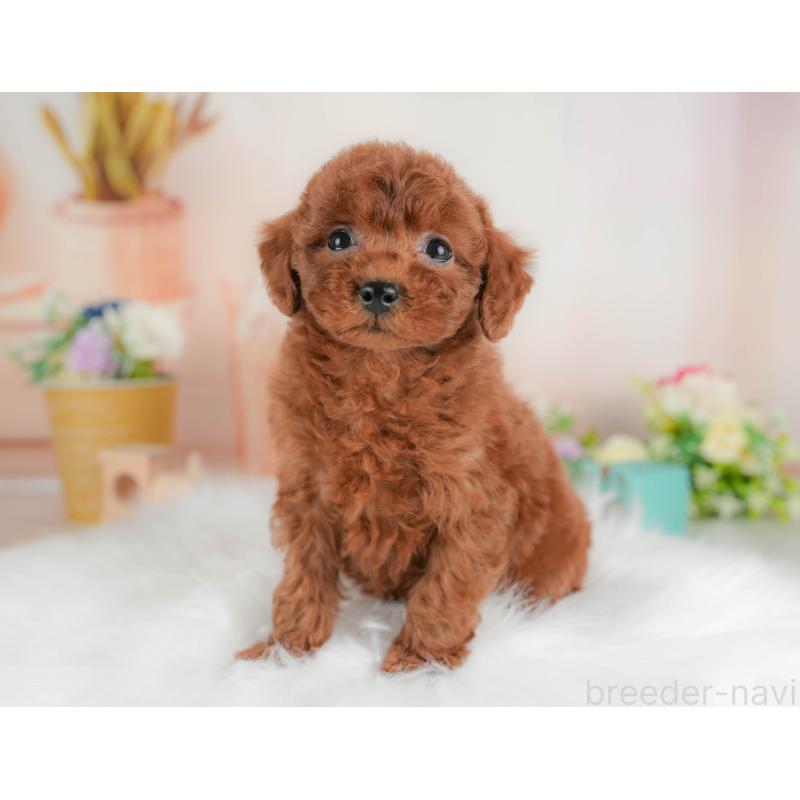 販売中の群馬県のトイプードル-452301の4枚目