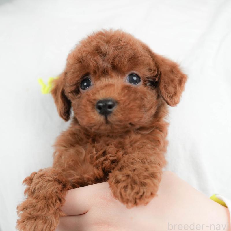 販売中の群馬県のトイプードル-452301の3枚目