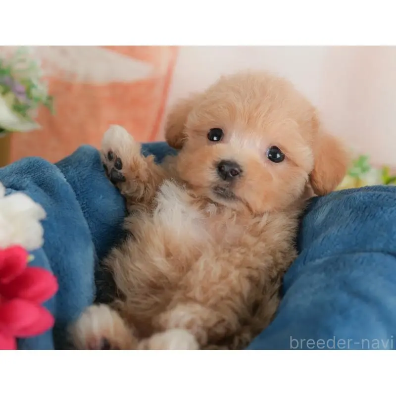 販売中の群馬県のミックス犬-452298の11枚目