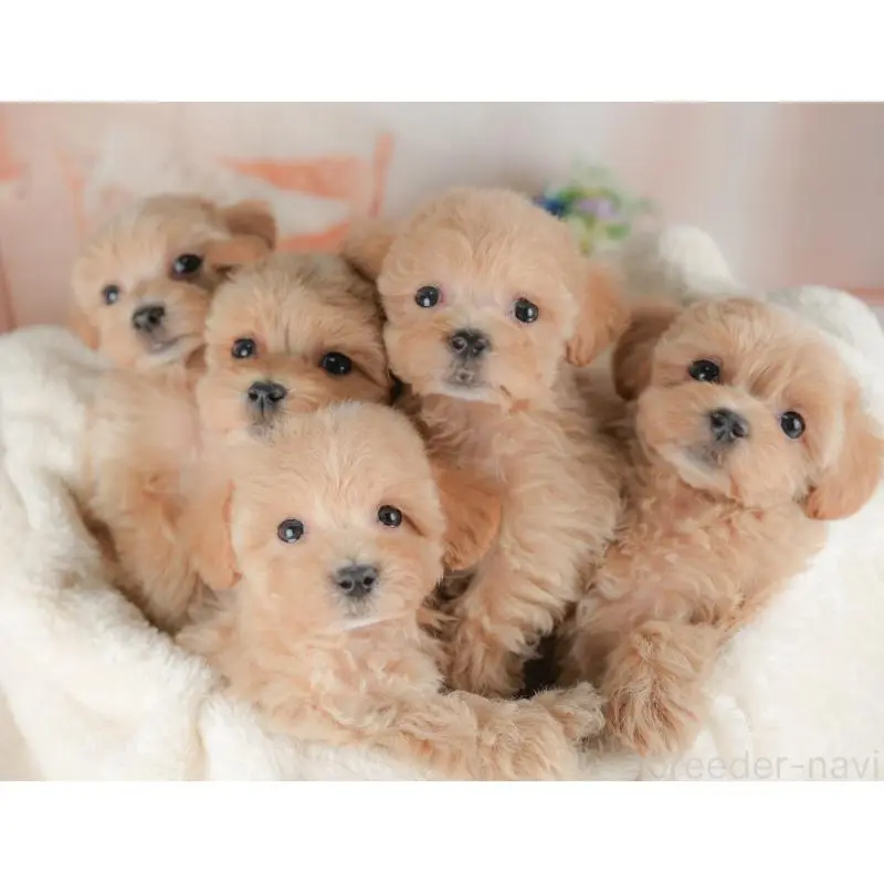 販売中の群馬県のミックス犬-452298の10枚目