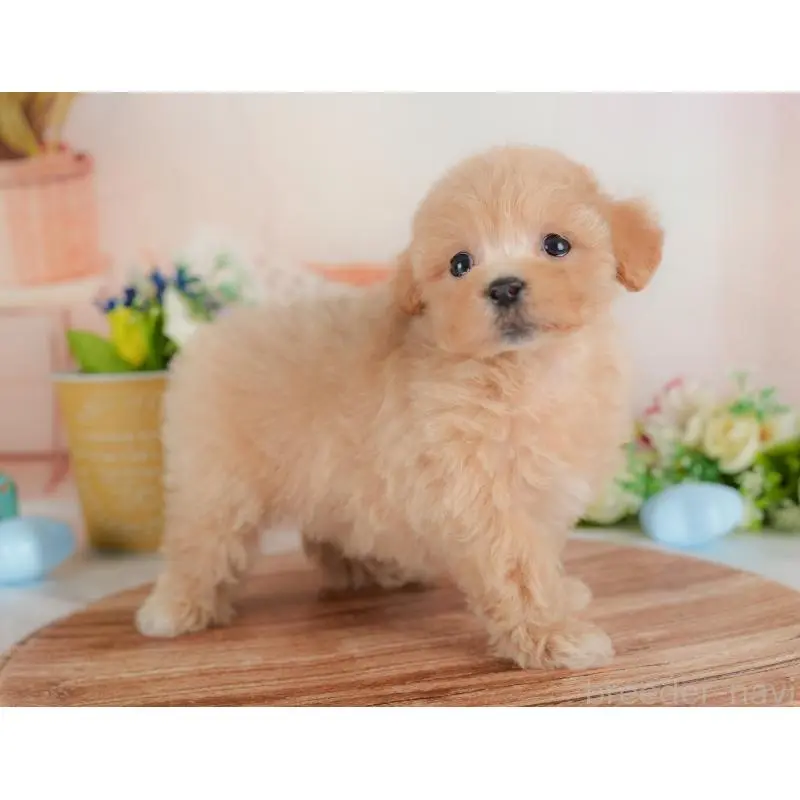 販売中の群馬県のミックス犬-452298の9枚目