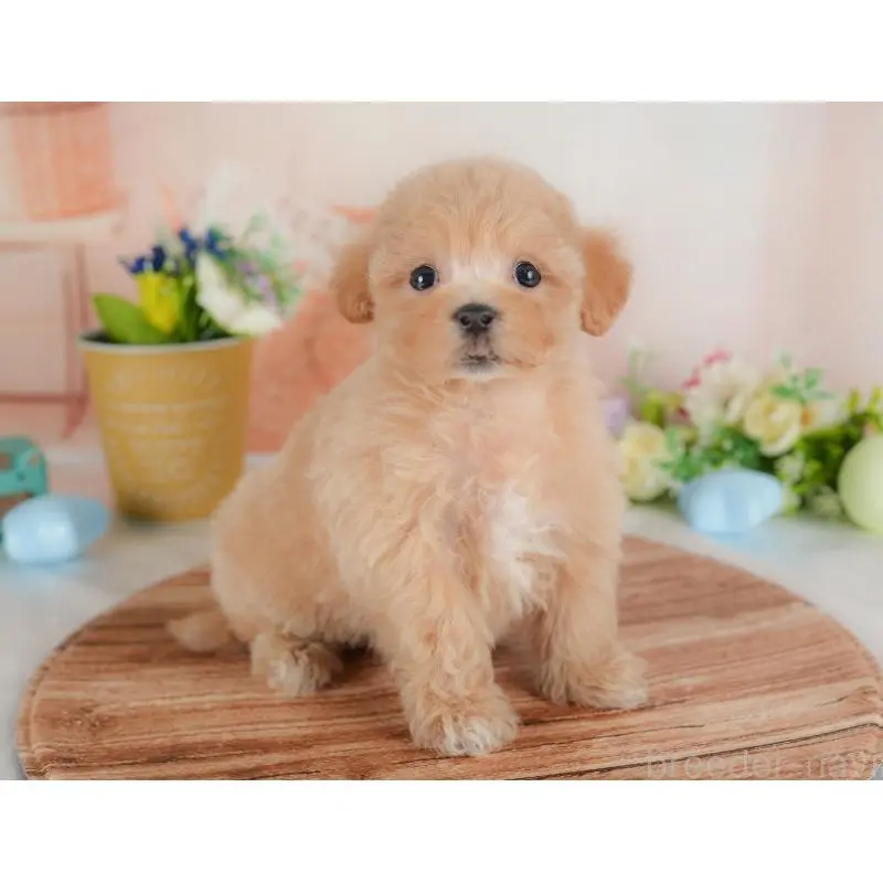 販売中の群馬県のミックス犬-452298の8枚目