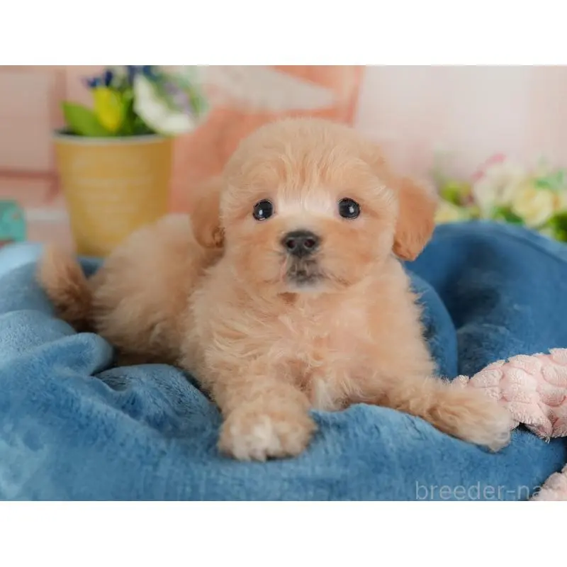 販売中の群馬県のミックス犬-452298の7枚目