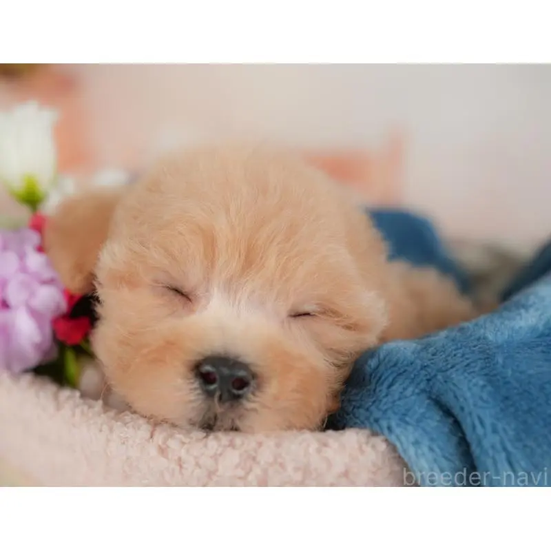 販売中の群馬県のミックス犬-452298の6枚目