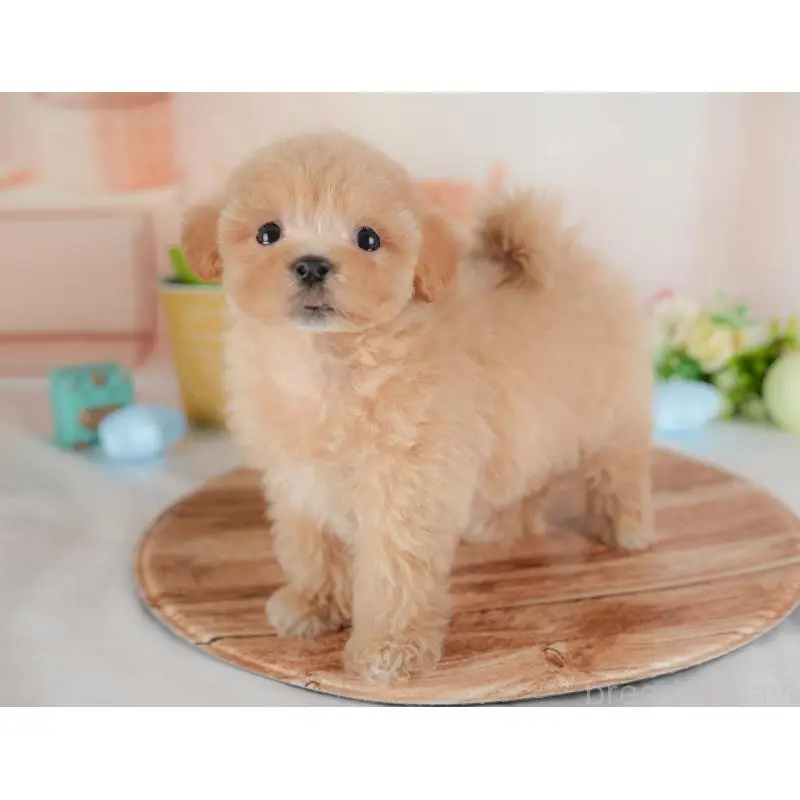 販売中の群馬県のミックス犬-452298の5枚目