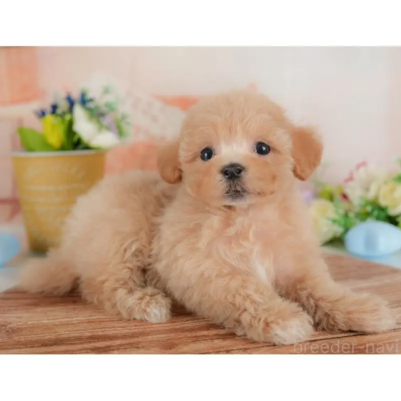 販売中の群馬県のミックス犬-452298の4枚目