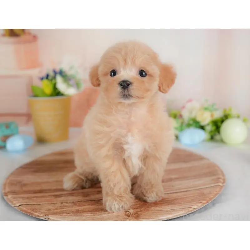 販売中の群馬県のミックス犬-452298の3枚目