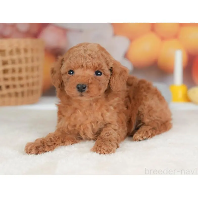 販売中の群馬県のトイプードル-452297の9枚目