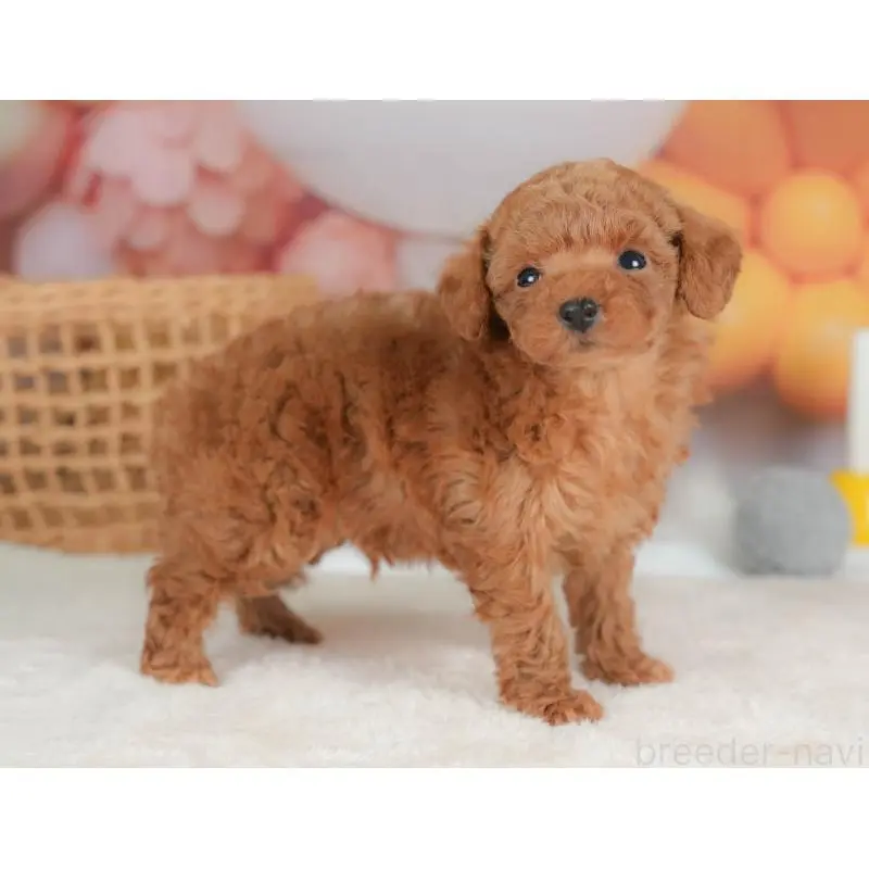 販売中の群馬県のトイプードル-452297の6枚目