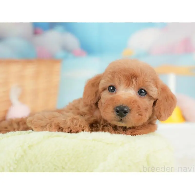 販売中の群馬県のトイプードル-452296の11枚目