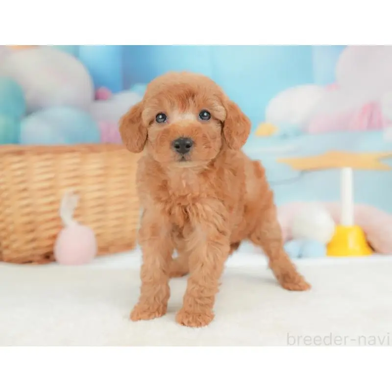 販売中の群馬県のトイプードル-452296の10枚目