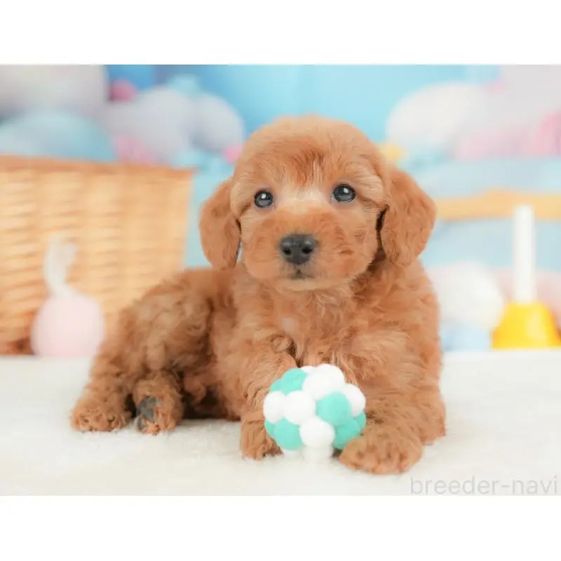 販売中の群馬県のトイプードル-452296の9枚目