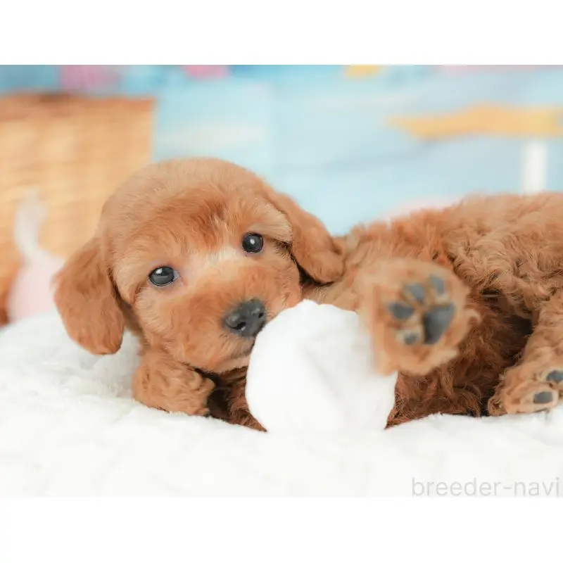 販売中の群馬県のトイプードル-452296の8枚目