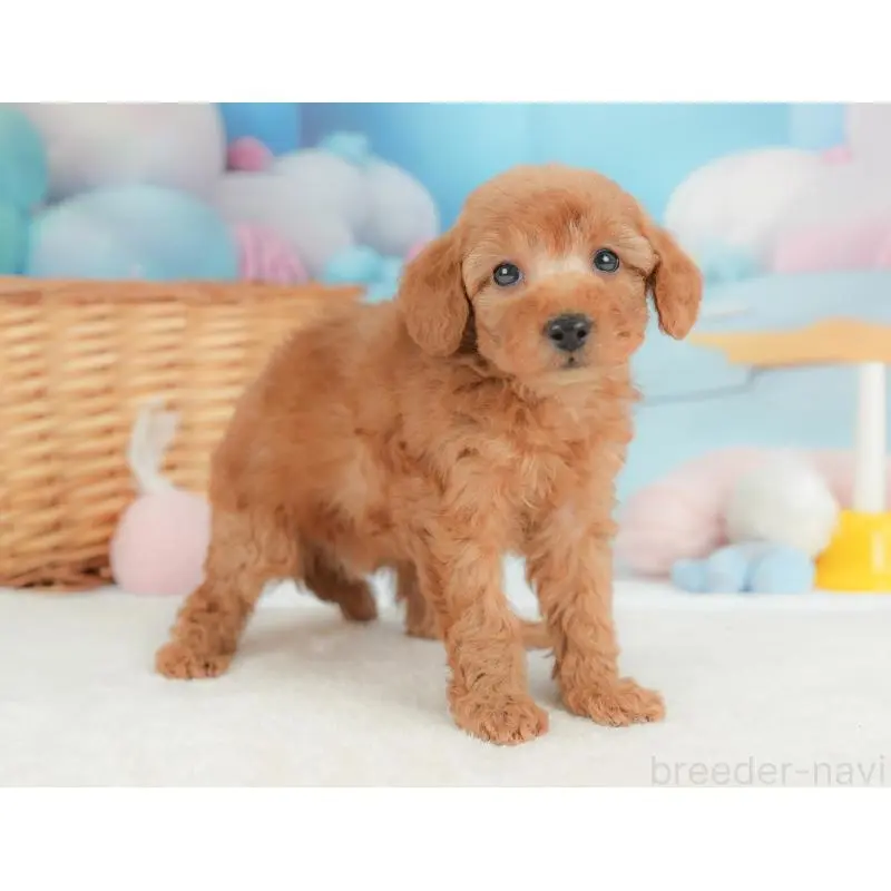 販売中の群馬県のトイプードル-452296の6枚目