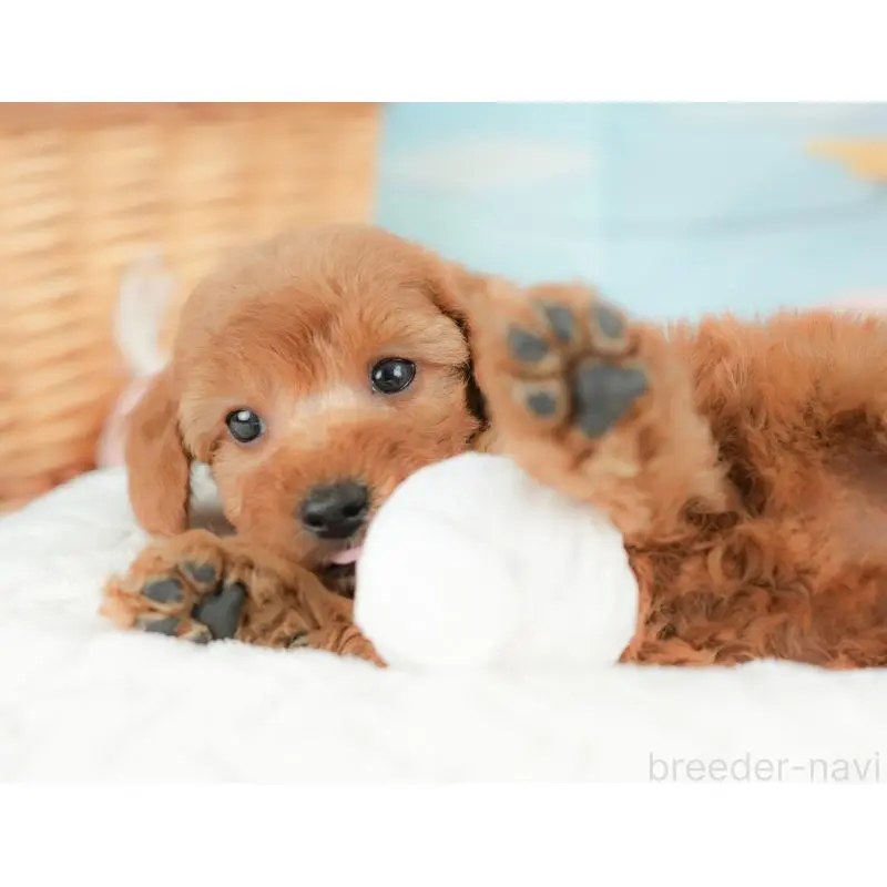 販売中の群馬県のトイプードル-452296の4枚目