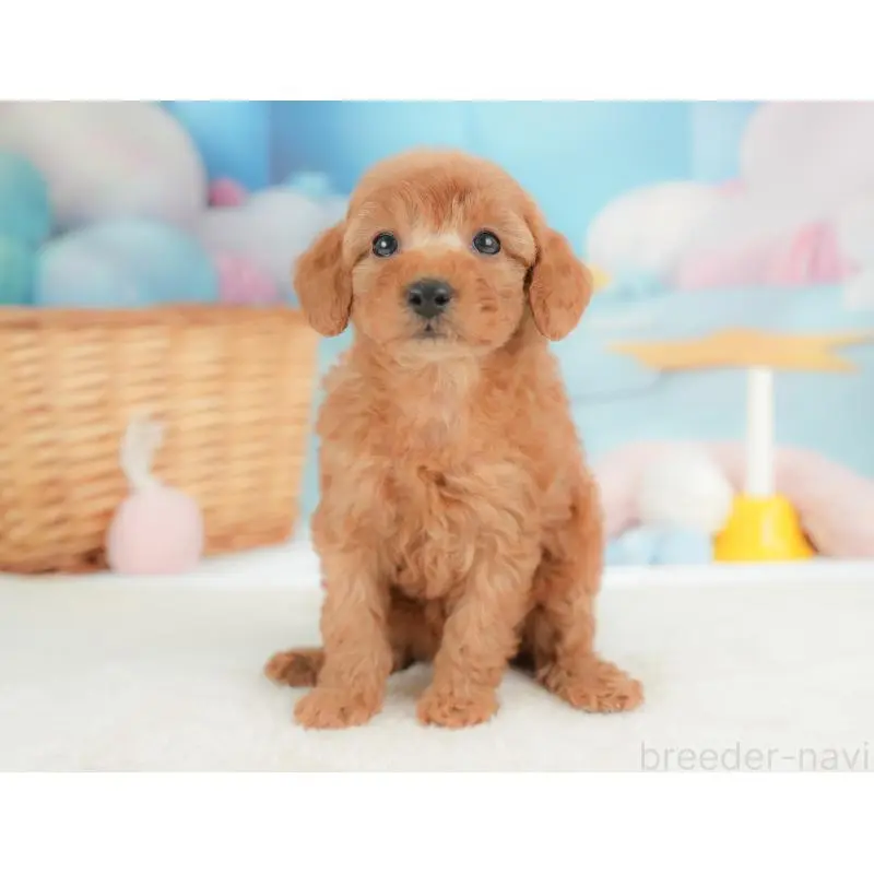 販売中の群馬県のトイプードル-452296の3枚目